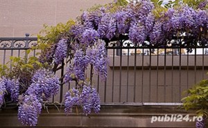 Seminte  Glicina mov-Wisteria pret buc