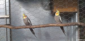 Vand papagali nimfa  - imagine 3 Vand papagali nimfa  - imagine 3