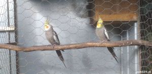 Vand papagali nimfa  - imagine 2 Vand papagali nimfa  - imagine 2