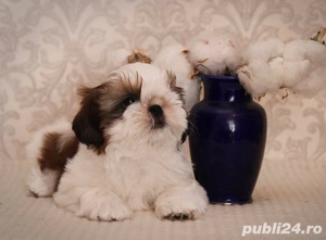 Shih Tzu, talie Mini Toy, genetică deosebita, vaccinați, deparazitare la zi - imagine 2