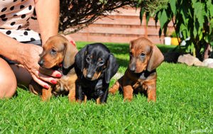 Teckel, maro și negru, 2 luni, genetică deosebita, vaccin, deparazitare la zi  - imagine 2