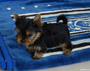 Yorkshire Terrier mini toy - transport la nivel național - imagine 3
