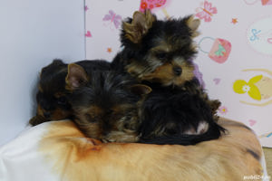 Yorkshire Terrier mini toy - transport la nivel național - imagine 5