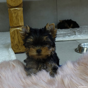 Yorkshire Terrier mini toy - transport la nivel național - imagine 4