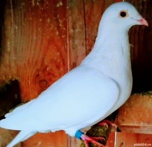 Porumbei de Curse Frumosi Linie Arden - imagine 2