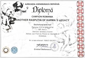 Mascul Teckel par sarmos pentru monta - imagine 5 Mascul Teckel par sarmos pentru monta - imagine 5