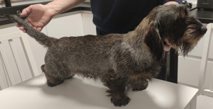 Mascul Teckel par sarmos pentru monta - imagine 2 Mascul Teckel par sarmos pentru monta - imagine 2