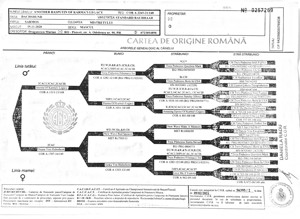 Mascul Teckel par sarmos pentru monta - imagine 4 Mascul Teckel par sarmos pentru monta - imagine 4