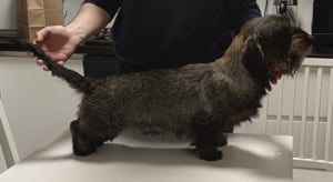 Mascul Teckel par sarmos pentru monta