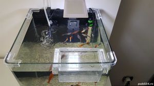 Acvariu 30 litri toate accesoriile - imagine 3 Acvariu 30 litri toate accesoriile - imagine 3