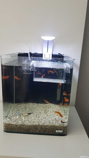 Acvariu 30 litri toate accesoriile - imagine 2 Acvariu 30 litri toate accesoriile - imagine 2