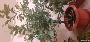 Lămâi si copacii ornamentali