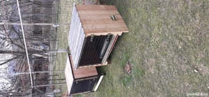 custi pentru iepuri sau păsări  - imagine 7