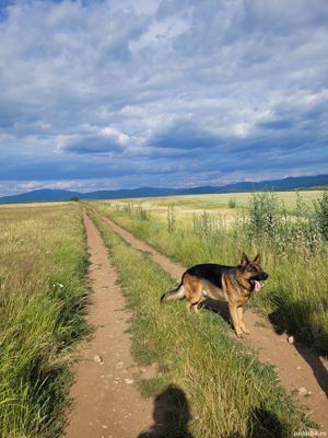 Monta ciobanesc german - imagine 4