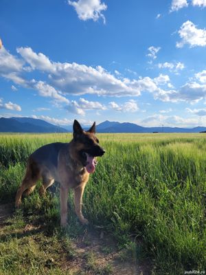 Monta ciobanesc german - imagine 5