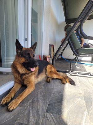 Monta ciobanesc german - imagine 3