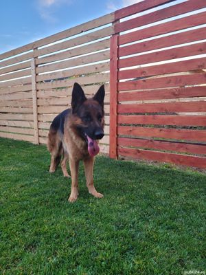 Monta ciobanesc german - imagine 6