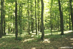 Tunari, cu iesire la Centura Bucuresti, 16,7 Ha. teren forestier - imagine 4