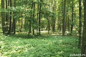 Tunari, cu iesire la Centura Bucuresti, 16,7 Ha. teren forestier - imagine 5