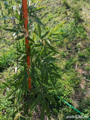 Bambusi verde 6m sau galbeni 4 m cresc,sau bete de 2m - imagine 3