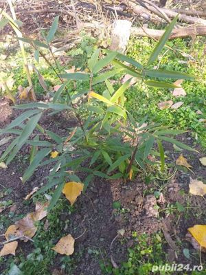 Bambusi verde 6m sau galbeni 4 m cresc,sau bete de 2m - imagine 2