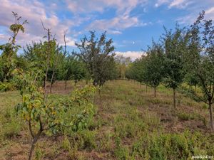 Teren intravilan in Uileacu de Munte, comuna Paleu, judetul Bihor - imagine 6