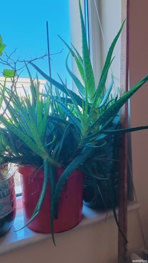 PLANTE Aloe vera pt tratament