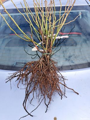 Butași trandafiri Rainbow