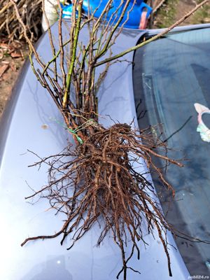 Butași trandafiri Rainbow - imagine 5