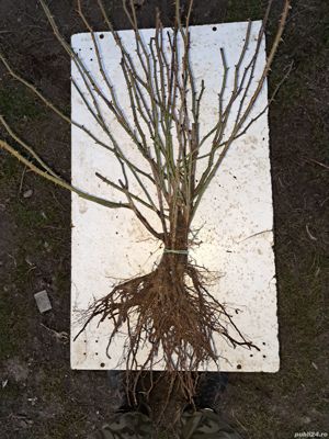 Butași trandafiri Rainbow - imagine 3