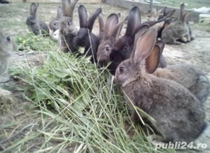 iepurasi cadou perfect - imagine 3