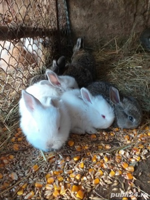 iepuri mici si mari de diferite rase - imagine 7