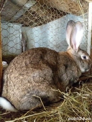 iepuri mici si mari de diferite rase - imagine 8