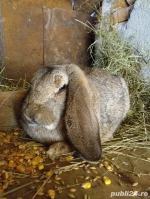 iepuri mici si mari de diferite rase - imagine 6