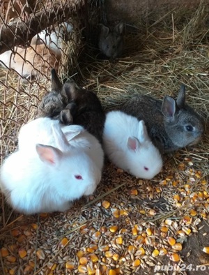 iepurasi de diferite rase mărimi și culori  - imagine 3