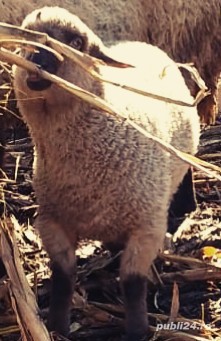 Vindem miei pentru pretentiosi, din rase valoroase de carne cu gust aparte și o carcasa superioară - imagine 7