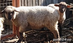 Vindem miei pentru pretentiosi, din rase valoroase de carne cu gust aparte și o carcasa superioară - imagine 6