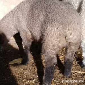 Vindem miei pentru pretentiosi, din rase valoroase de carne cu gust aparte și o carcasa superioară - imagine 5