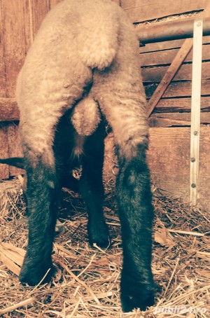 Vindem miei pentru pretentiosi, din rase valoroase de carne cu gust aparte și o carcasa superioară - imagine 2