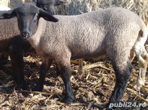 Vindem miei pentru pretentiosi, din rase valoroase de carne cu gust aparte și o carcasa superioară - imagine 4