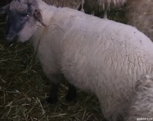 Vindem miei pentru pretentiosi, din rase valoroase de carne cu gust aparte și o carcasa superioară - imagine 8