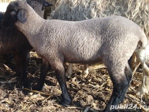 Vindem miei pentru pretentiosi, din rase valoroase de carne cu gust aparte și o carcasa superioară - imagine 3