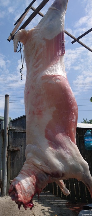 Vindem miei pentru pretentiosi, din rase valoroase de carne cu gust aparte și o carcasa superioară - imagine 10