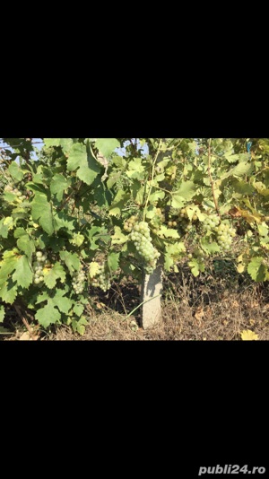 Vie nobila Merlot 0,5 ha Vadu Sapat( La Stanescu) - imagine 2