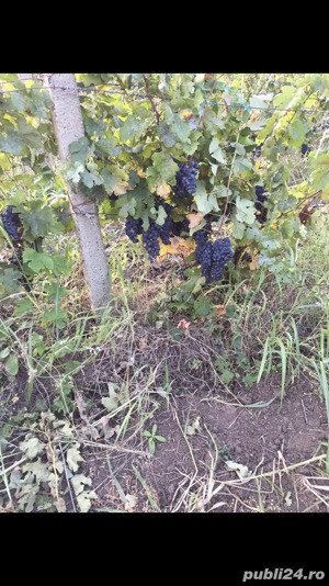 Vie nobila Merlot 0,5 ha Vadu Sapat( La Stanescu)