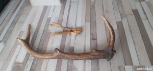 Vand Coarne de Cerb si Caprior