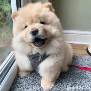 HRANA GRATUITA-Chow Chow Crem Maro de vanzare cu carnet,microcip,factura,livrare la Constanta