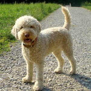o730511123 femela  de lagotto romagnollo dresata la trufa alba si neagra - imagine 2