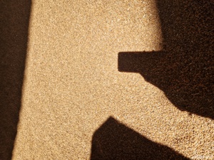 Vând grâu și porumb - imagine 3