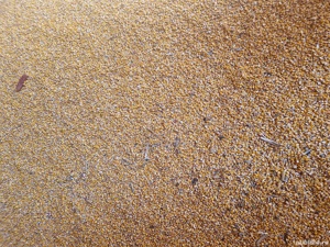 Vând grâu și porumb - imagine 4